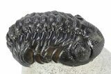 Detailed Austerops Trilobite - Ofaten, Morocco #340922-3